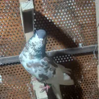 یال سیاه نر