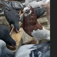 کبوتر|حیوانات|شیراز, شهرک کوشکک|دیوار