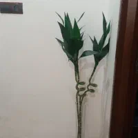 گل  بابو با گلدان
