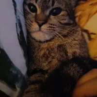 گربه|گربه|گرگان, |دیوار