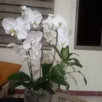 گل ارکیده دوشاخه