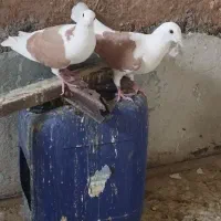 دوجفت پشت گراف به شرط تخم و جوجه