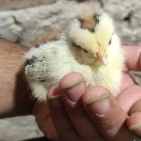 جوجه