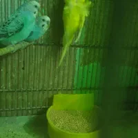 ۶تا مرغ عشق نر سالم  وعالی برای جفتگیریمرغ|پرنده|تهران, انبار نفت|دیوار