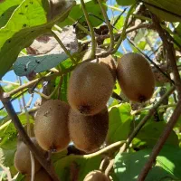 کیوی|عمده‌فروشی|آستانه اشرفیه, |دیوار
