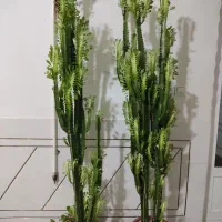 انواع گل