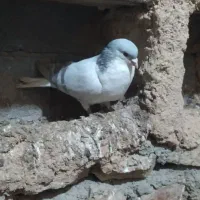 ساده ابری مفت 500هزار نر مست