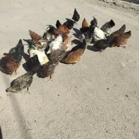 مرغ و خروس|حیوانات مزرعه|انگوران, |دیوار