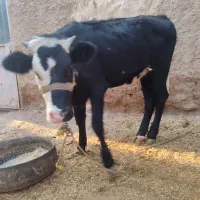 گوساله ماده سمینتال|حیوانات مزرعه|باوی, |دیوار