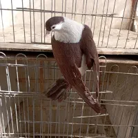 زاغ دمسفید نر چپ ساده مقبول|پرنده|شاندیز, |دیوار