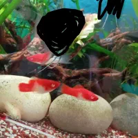 فروش ۵عدد دم شمشیری کوی آلبینو خاص کمیاب