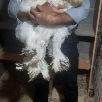 تخم برهمای اصیل