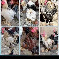 فروش خروس محلی درشهرصحنه لطفا فقط تماس