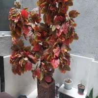 درختچه مصنوعی