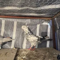 کبوتر پرشی|پرنده|تاتار علیا, |دیوار