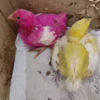 جوجه دو ماهه