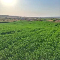 یونجه پرس و خرمنکوب|حیوانات مزرعه|دوگنبدان, |دیوار