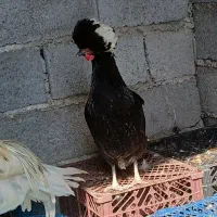 فروش مرغ و خروس لهستانی بسیار زیبا|حیوانات مزرعه|زرگرشهر, |دیوار