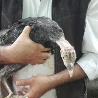 بوقلمون محلی صومعه سرااصیل نیمچه نرماده ضیابر جوجه