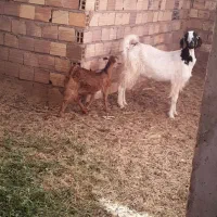 گوسفند فروشی بز با کره ماده