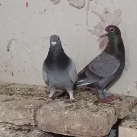 کفترپلاکی|پرنده|یزد, |دیوار