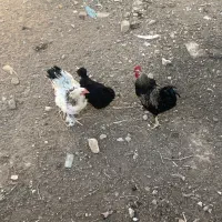 مرغ خروس