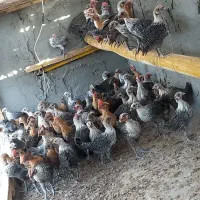 جوجه براکل ۳ ماهه