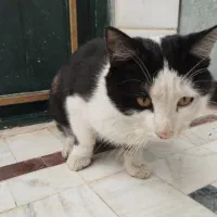 واگذاری گربه