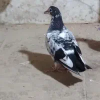 کبوتر پرشی|پرنده|قم, کاسه گران|دیوار