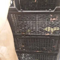 سبد میوه صندوق