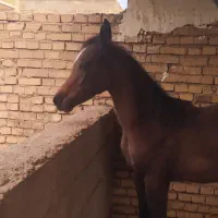 کره یکسر وارداتی شجره دار