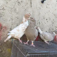 کبوتر بیوتی کینگ|پرنده|آزادشهر, |دیوار