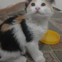 گربه خانگی