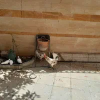 مرغ کرچ گلین با خروس|پرنده|اصفهان, جی شیر|دیوار