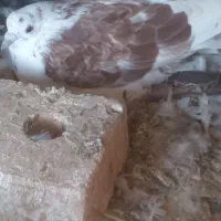 کفترتهرانی