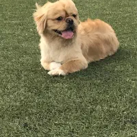 سگ نر نژاد پیکینیز