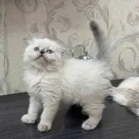 گربه اسکاتیش|گربه|زنجان, |دیوار