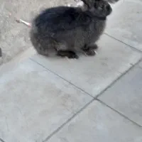 سلام خرگوش نر فروشی|موش و خرگوش|رفسنجان, |دیوار