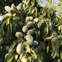 نهال|گل و گیاه طبیعی|ایذه, |دیوار
