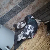 کبوتر سینه ای|پرنده|یاسوج, |دیوار