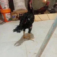 خروس لاری پر مرغی مشکی..در رباط کریم|حیوانات مزرعه|رباطکریم, شترخوار|دیوار