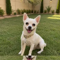 سگ شهواوا