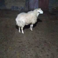 فروش قوچ|حیوانات مزرعه|صفی آباد, |دیوار