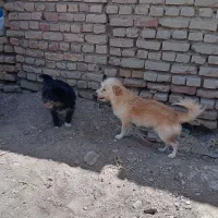 واگذاری 2عدد سگ پاکوتاه|سگ|قائن, |دیوار