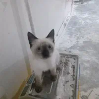 بچه گربه سی‌امین ۳ ماهه