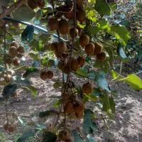 فروش میوه کیوی هایواردزیر برگ (توافقی)|عمده‌فروشی|لیسار, |دیوار