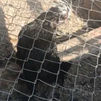 مرغ خروس|حیوانات مزرعه|مسجد سلیمان, |دیوار