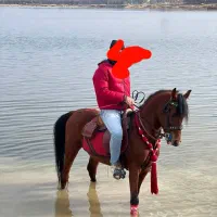 اسب کرد ۴ ساله جوان و پر خون از طوفان کیانی