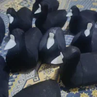 ساخت چیده|مجسمه، تندیس، ماکت|زابل, |دیوار