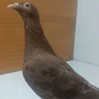 کبوتر میونز